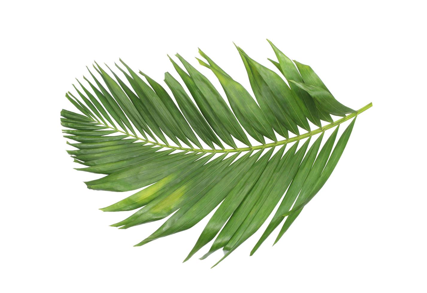 foglia di palma isolato su uno sfondo bianco foto