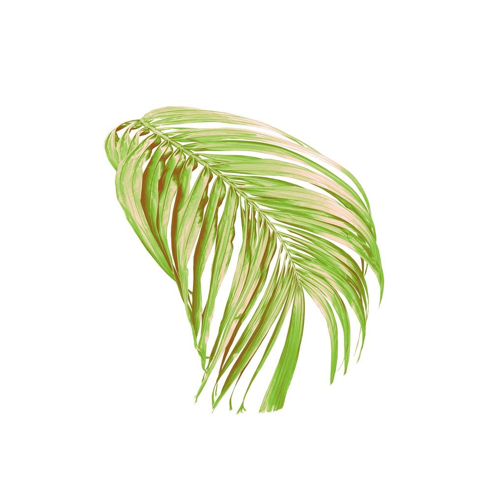 foglie verdi di una palma isolato su uno sfondo bianco foto