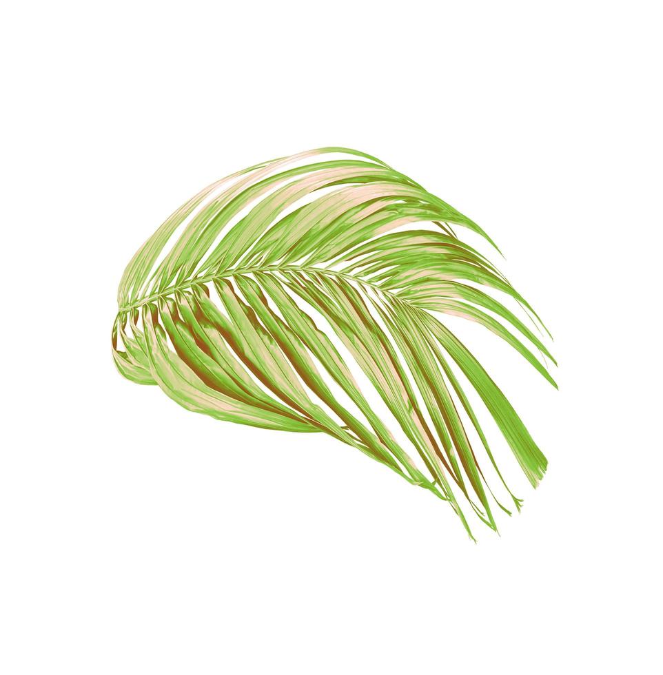 foglie verdi di una palma isolato su uno sfondo bianco foto