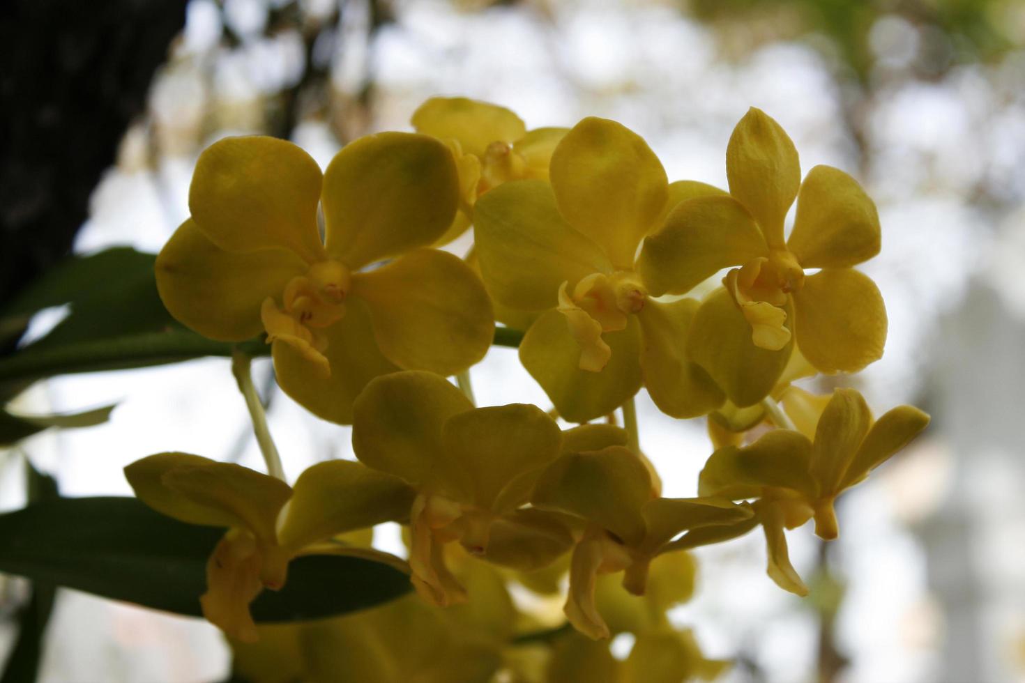 Close up di fiori di orchidea foto