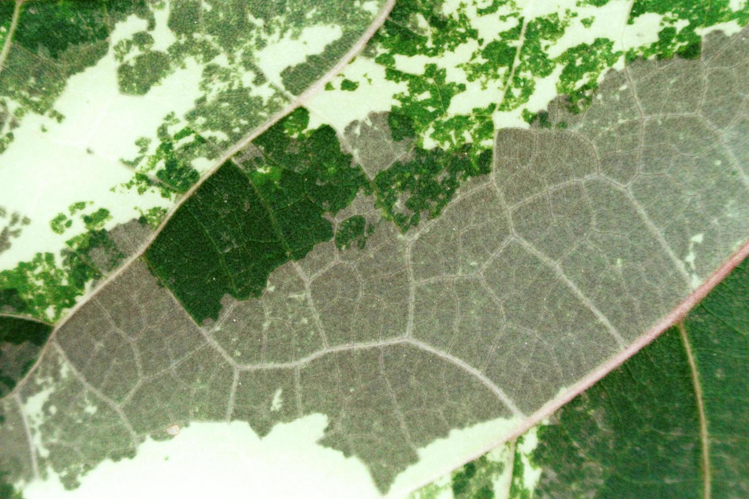 Close up di foglie texture di sfondo foto