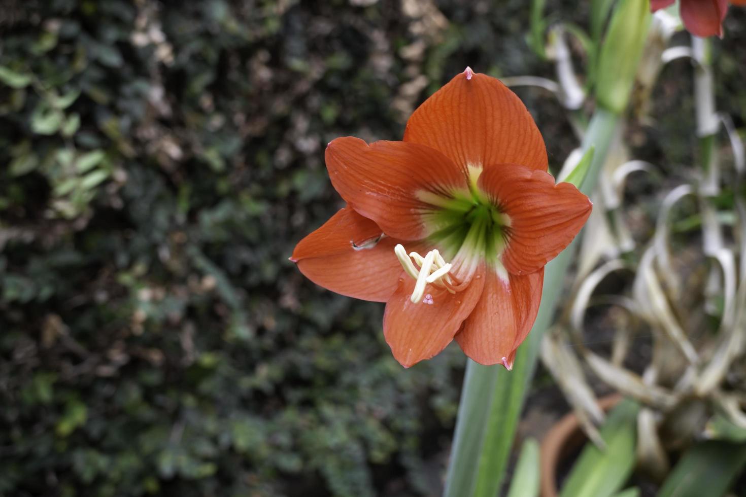 hippeastrum johnsonii in natura foto