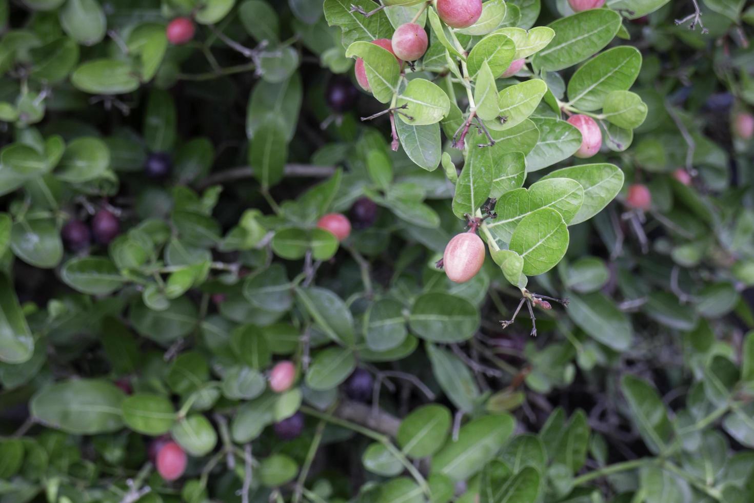 belle foglie verdi e fiori rosa foto