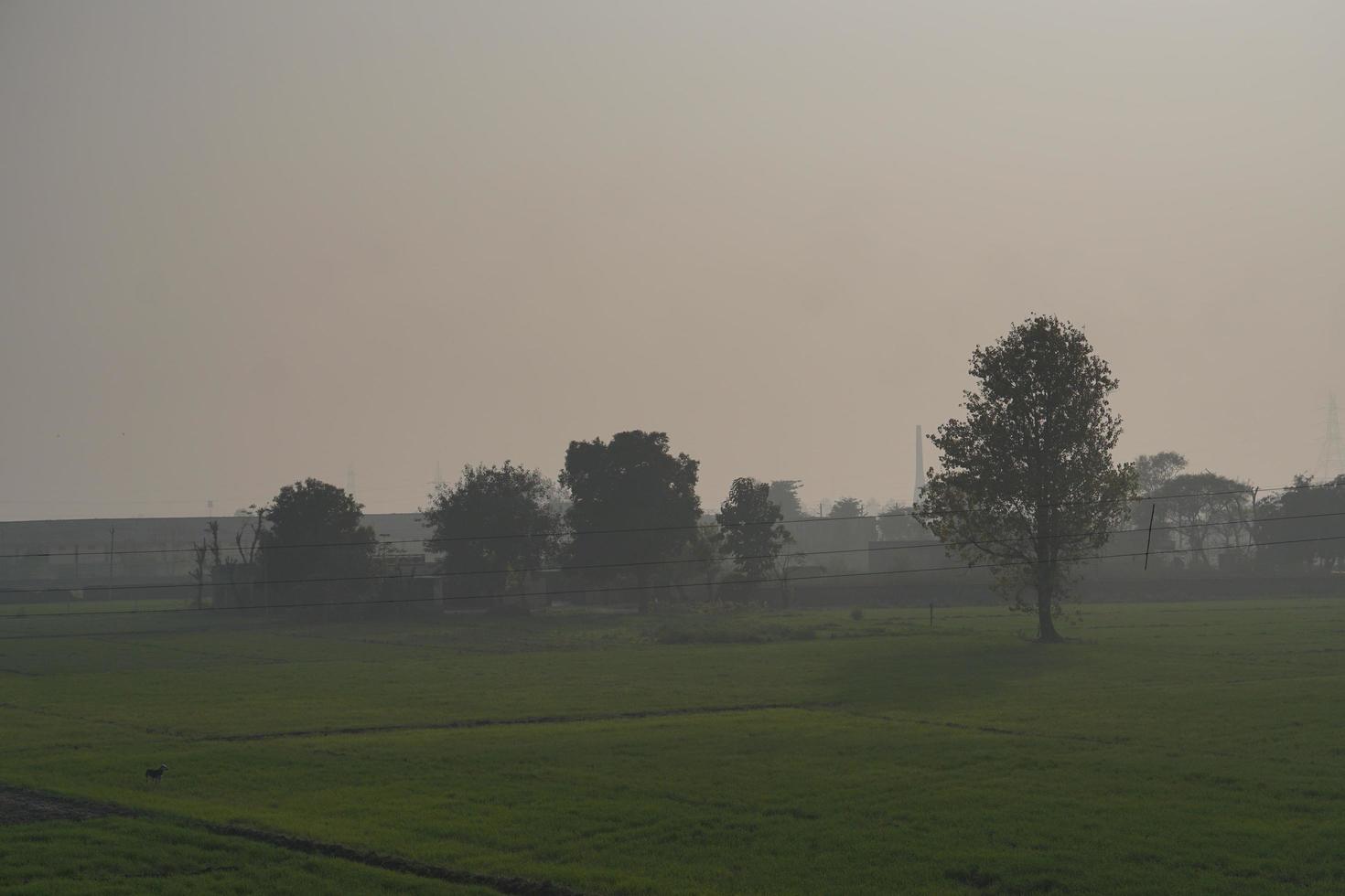 mattina con nebbia foto