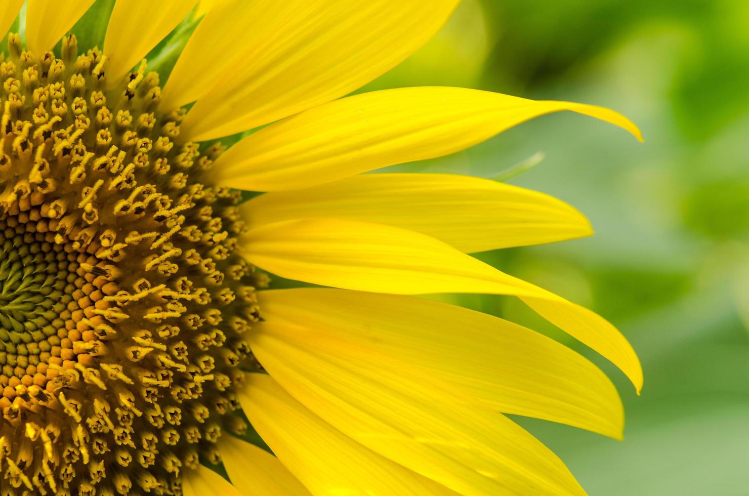 primo piano di petali di girasole foto