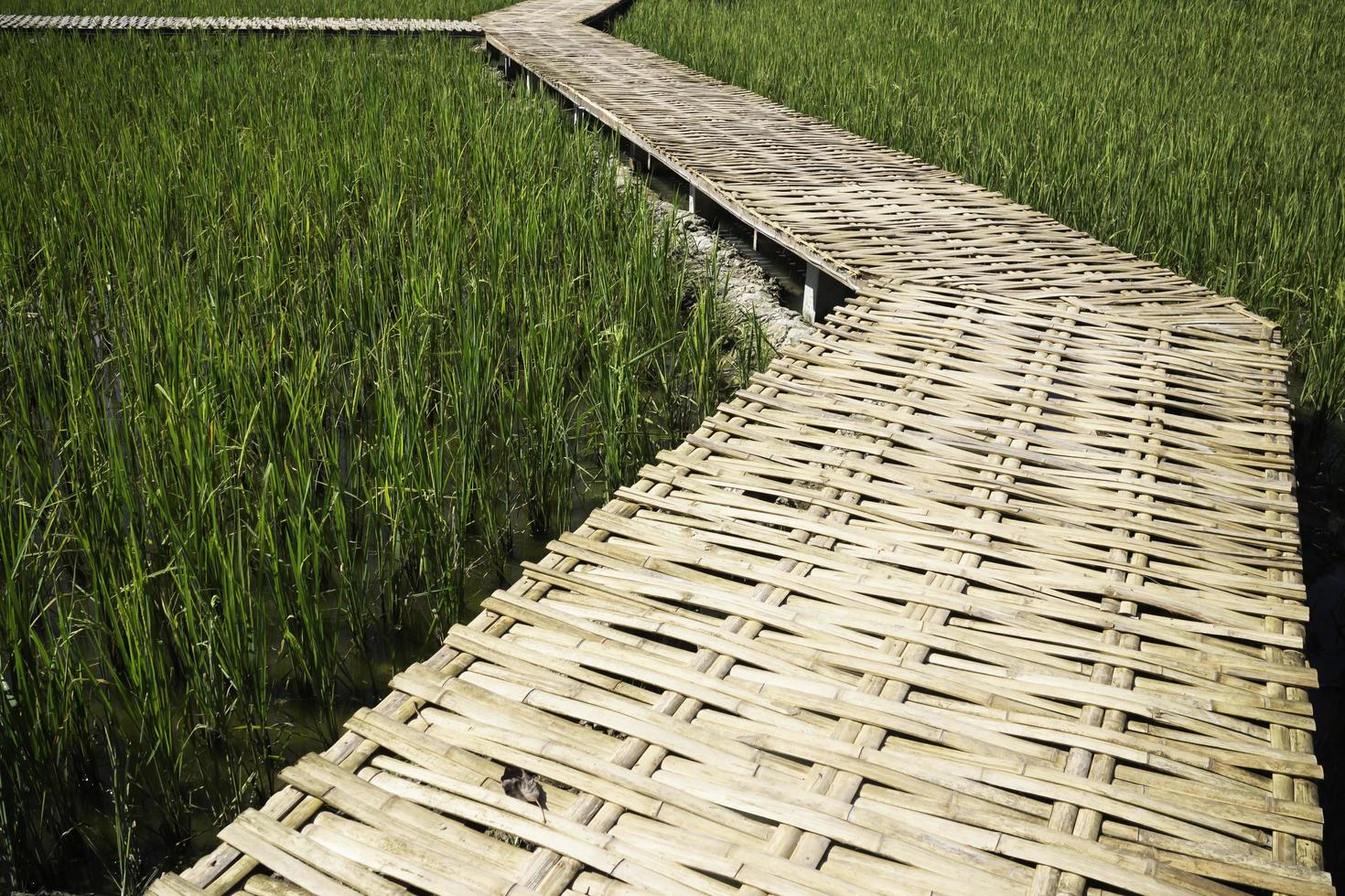 passerella in un campo di riso foto