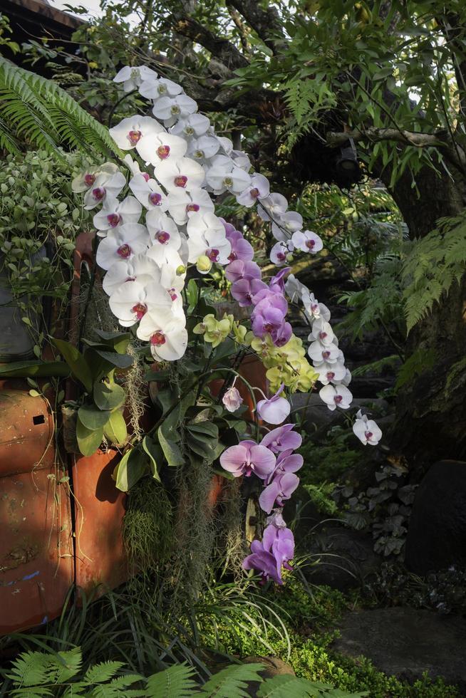 orchidee in giardino foto