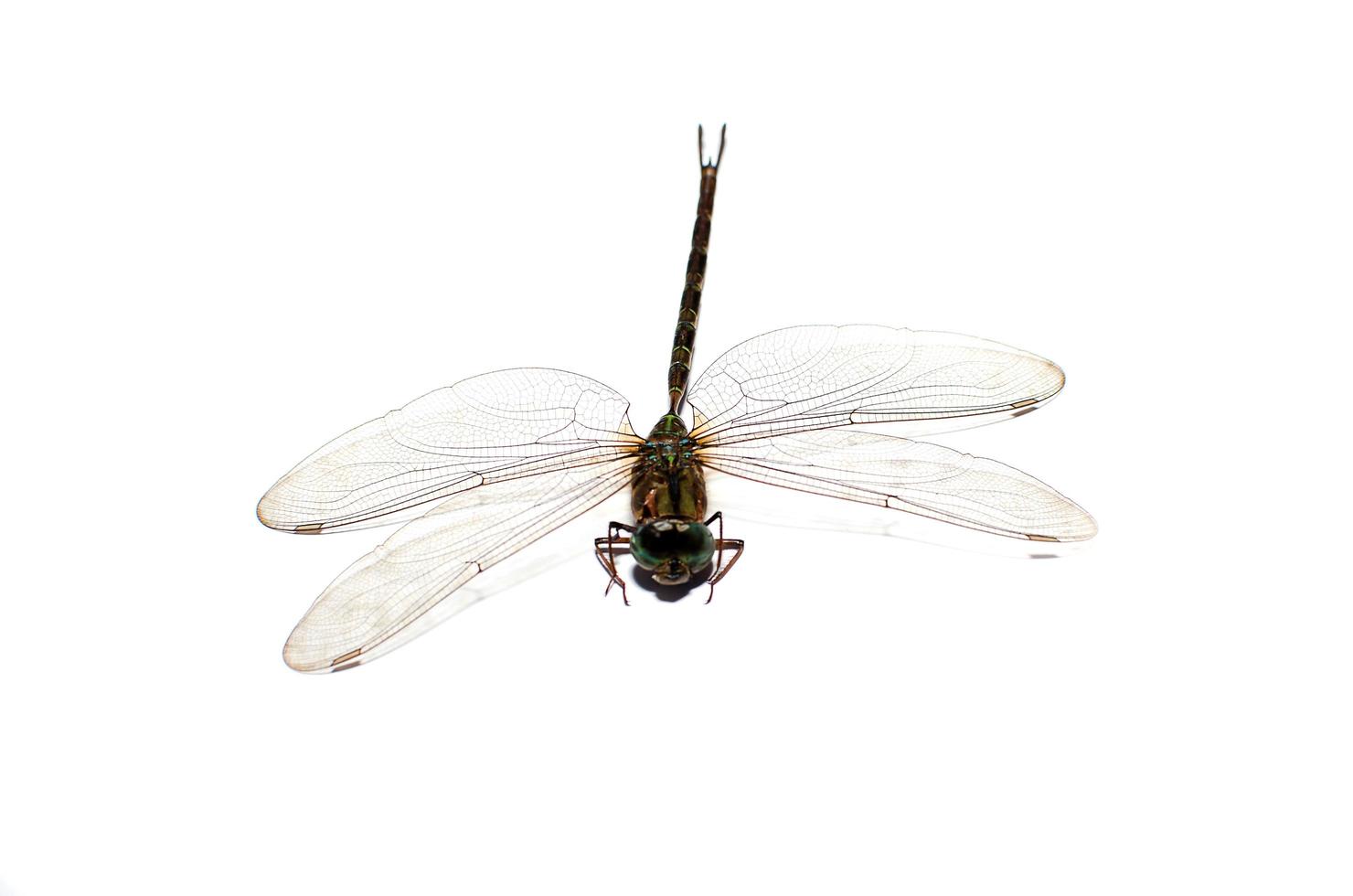 libellula isolato su uno sfondo bianco foto