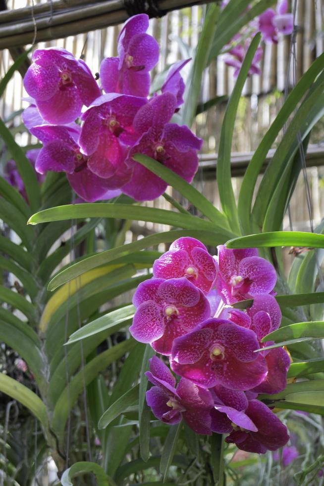 fiore di orchidea viola foto