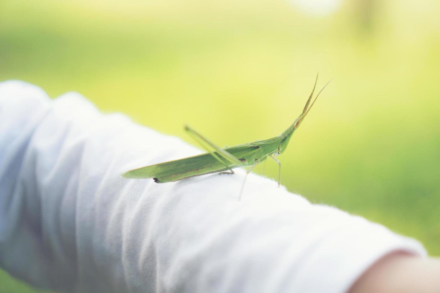 cavalletta sulla manica foto