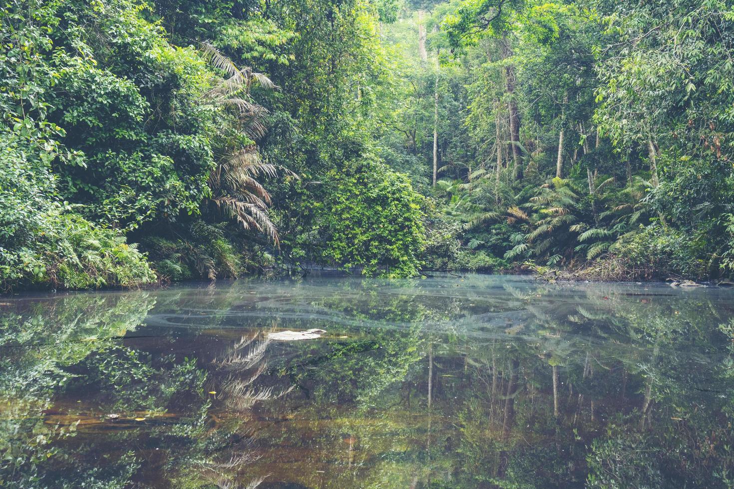 foresta pluviale tropicale in thailandia foto