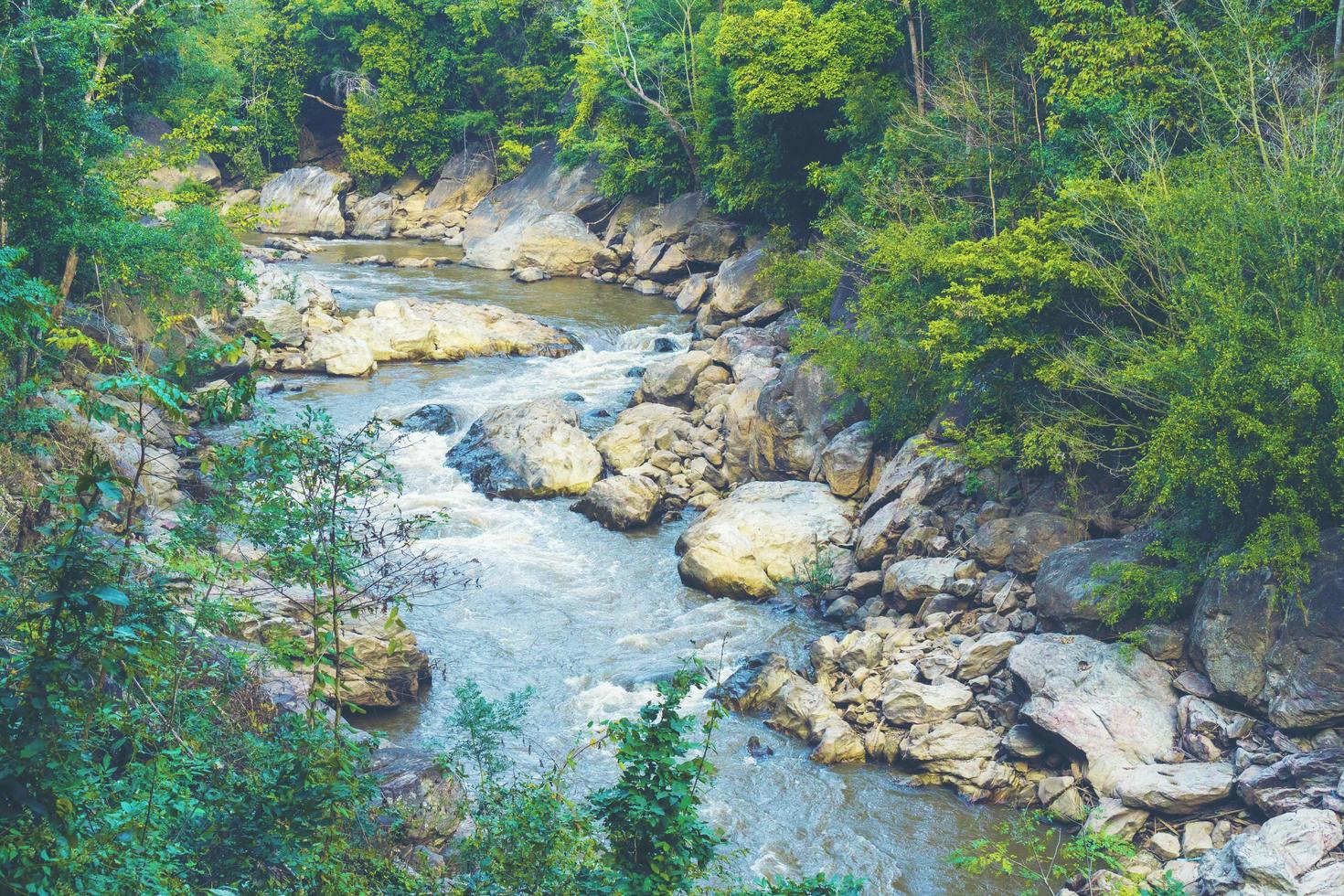 ruscello in una foresta foto