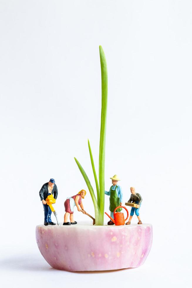 giardinieri in miniatura la raccolta di cipolline su uno sfondo bianco, il concetto di agricoltura foto