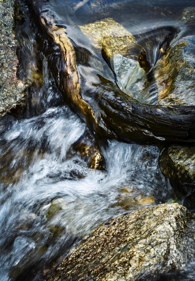 ramo in acqua foto