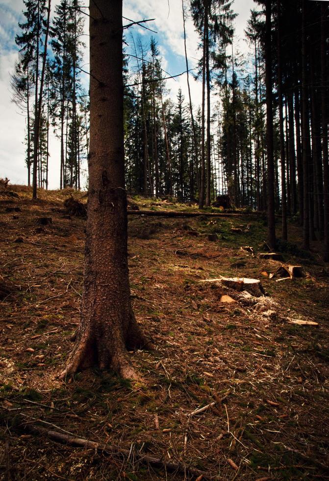 alberi in una foresta foto