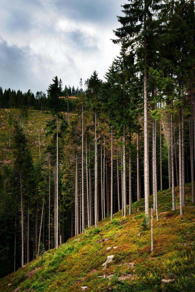 alberi ad alto fusto su una montagna foto