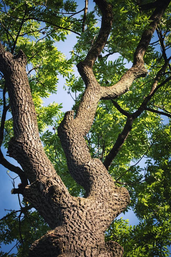 vista di un albero foto