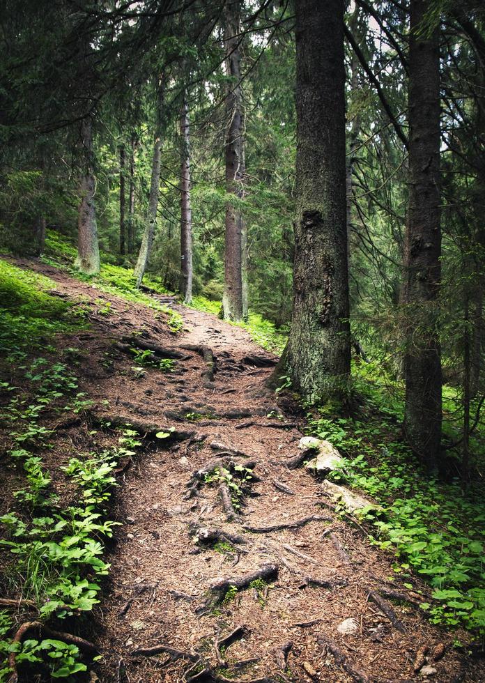 percorso in una foresta foto