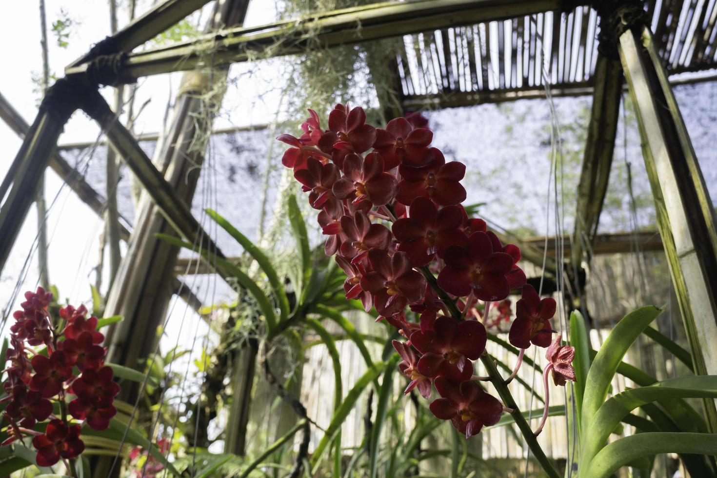 orchidea rossa in un giardino foto