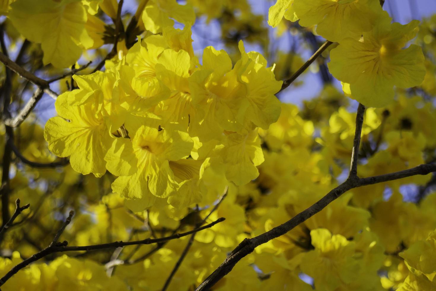 bel fiore giallo estate fiore foto