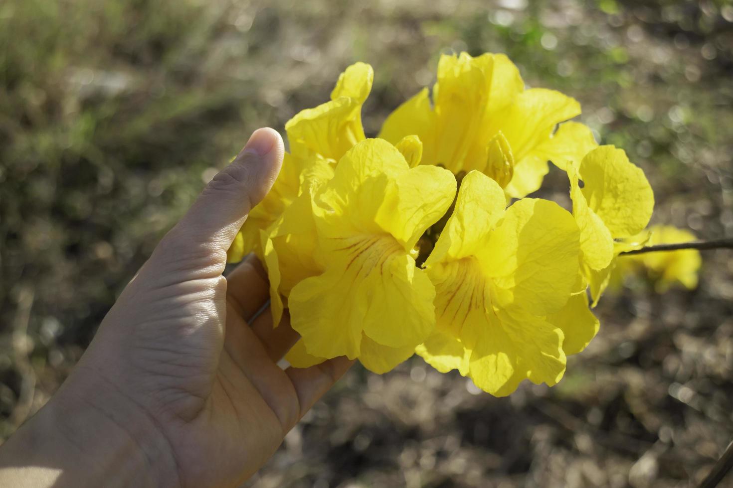 bellissimi fiori gialli estivi foto