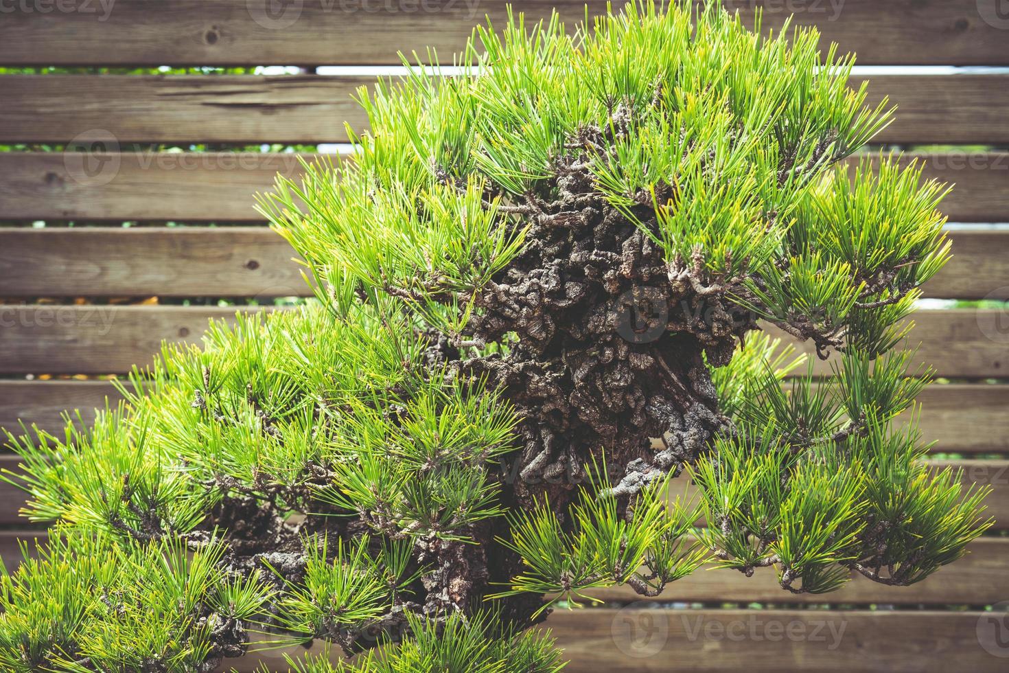 bonsai di pino nero giapponese foto