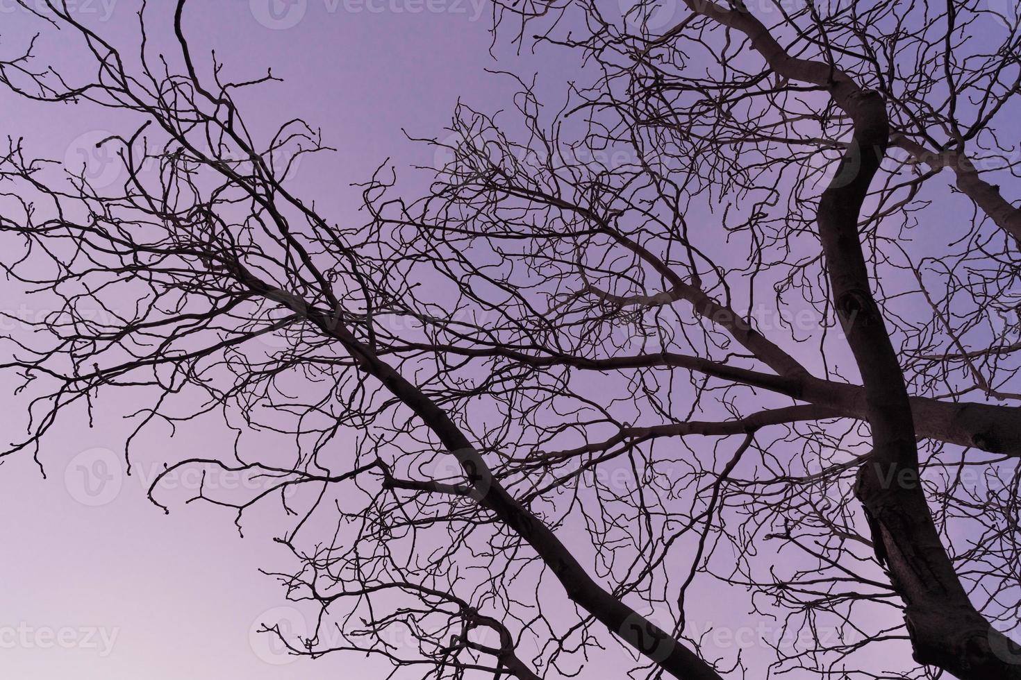 rami spogli di un albero di ippocastano al tramonto viola foto