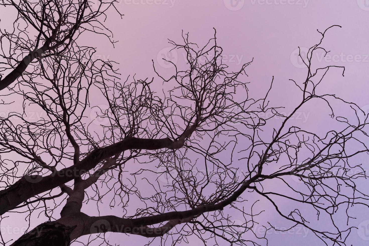 rami spogli di un albero di ippocastano al tramonto viola foto