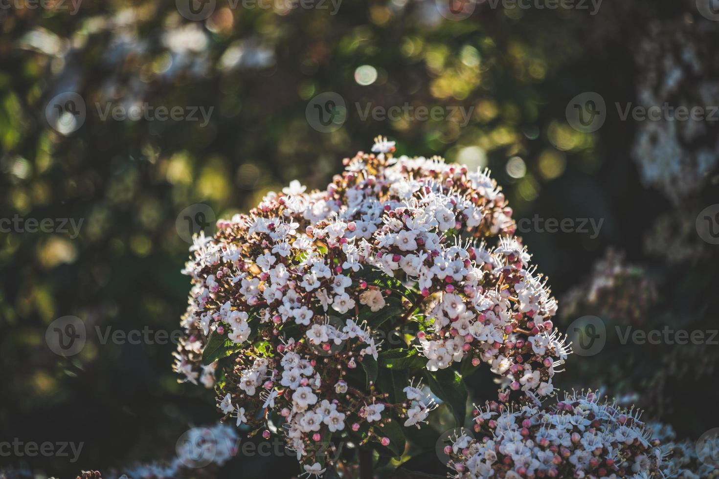 fiori e boccioli di un arbusto di Viburnum tinus foto