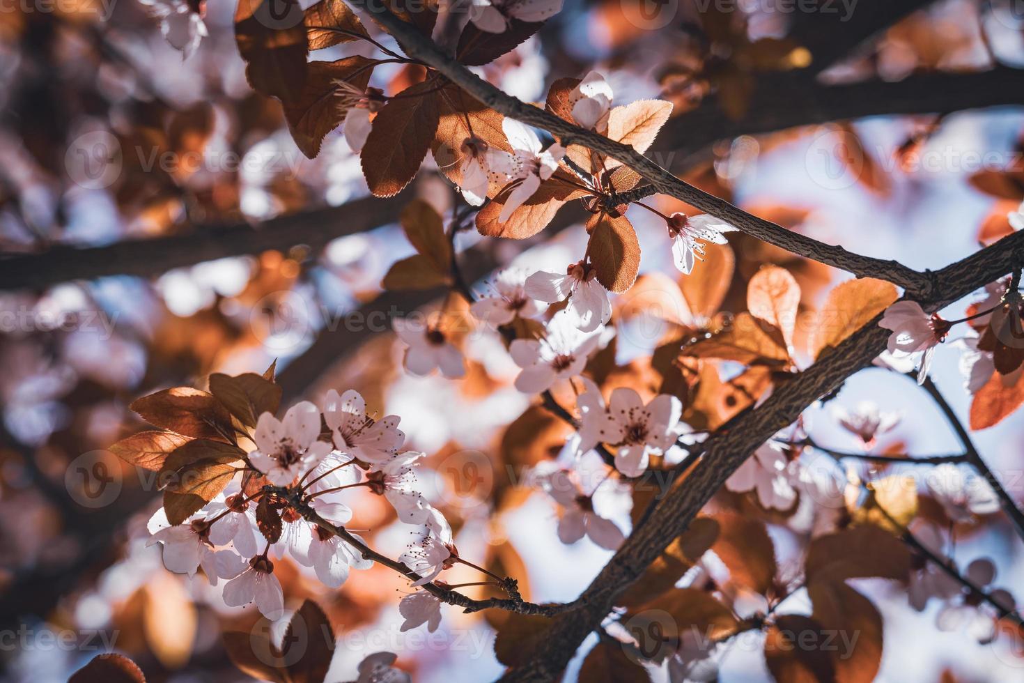 fiori di susino all'inizio della primavera foto