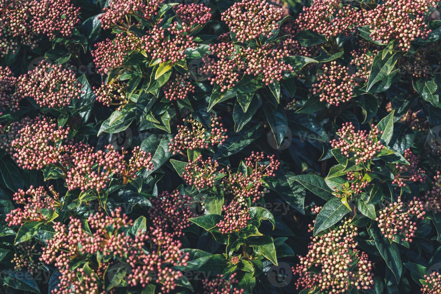 boccioli di fiori di un arbusto di viburnum tinus foto