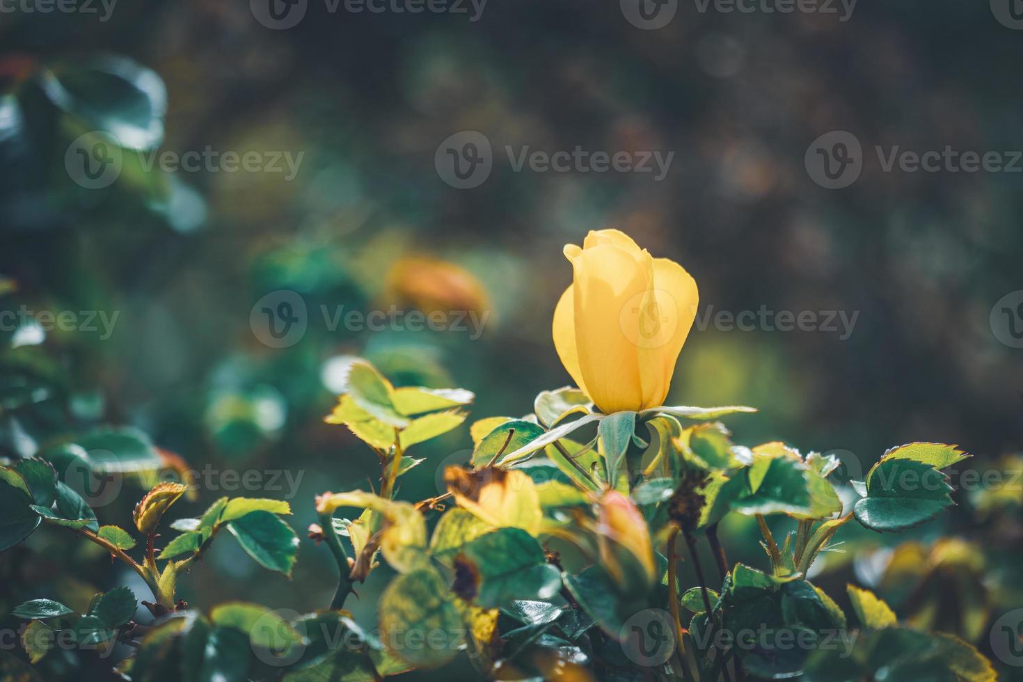 fiore giallo di un mini cespuglio di rose foto