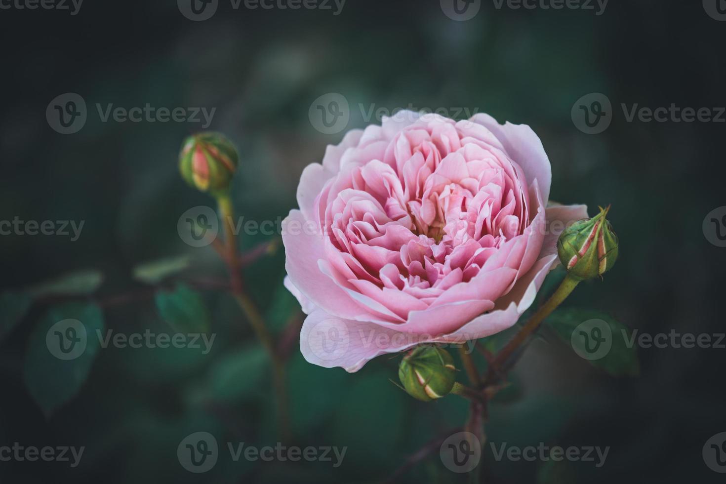 rosa chiaro rosa e boccioli in un giardino foto
