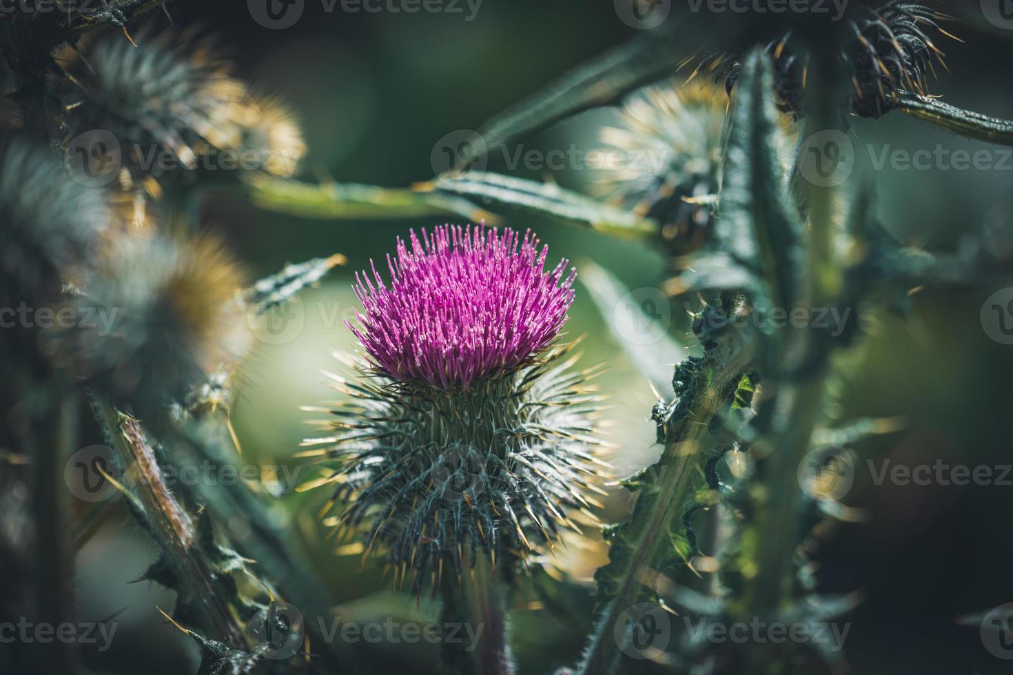 fiore viola di una comune pianta di cardo foto