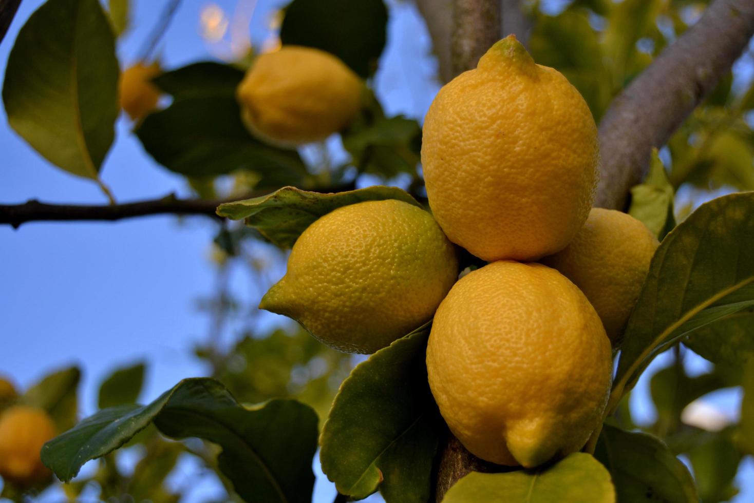 limoni su un albero di limone foto