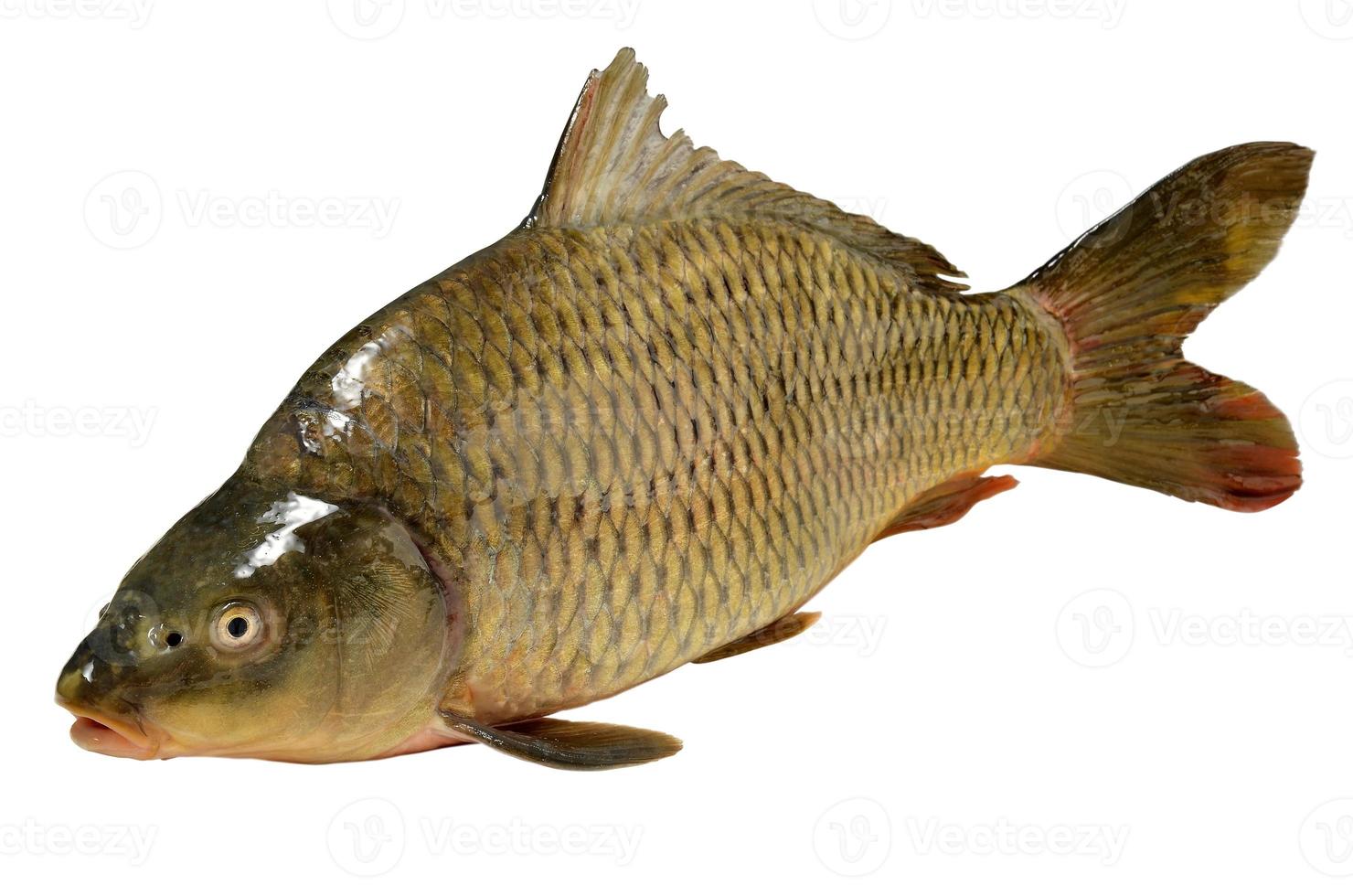 cyprinus carpio pesce carpa foto