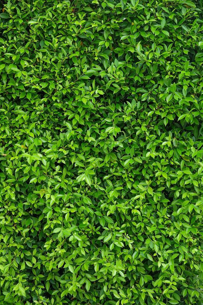 verticale del fondo della parete frondosa verde naturale foto