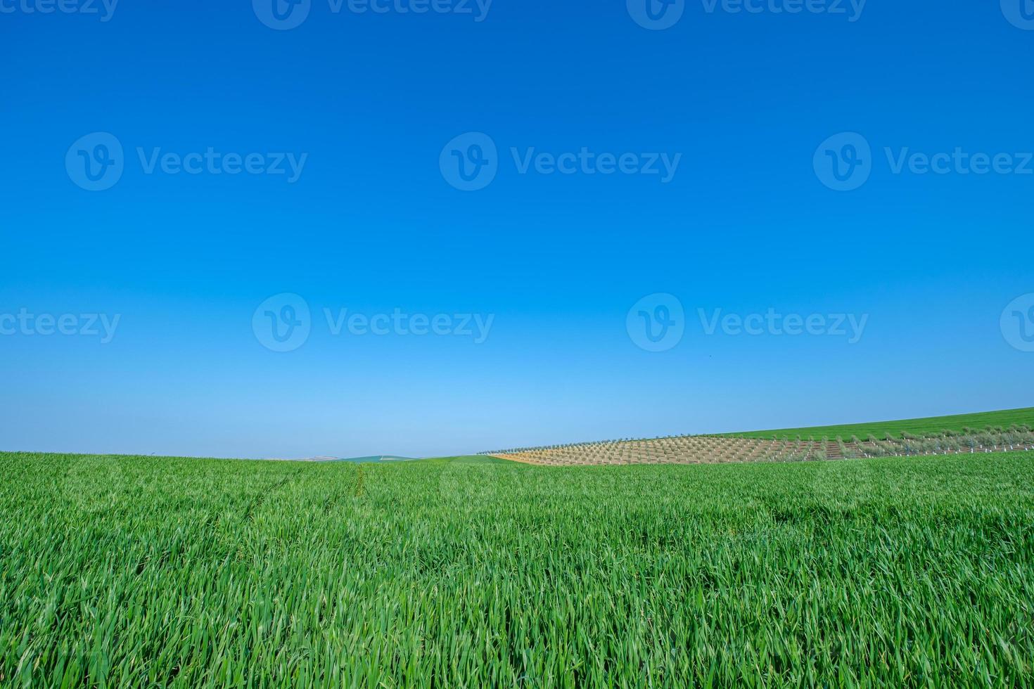 campo seminato verde con cielo blu foto