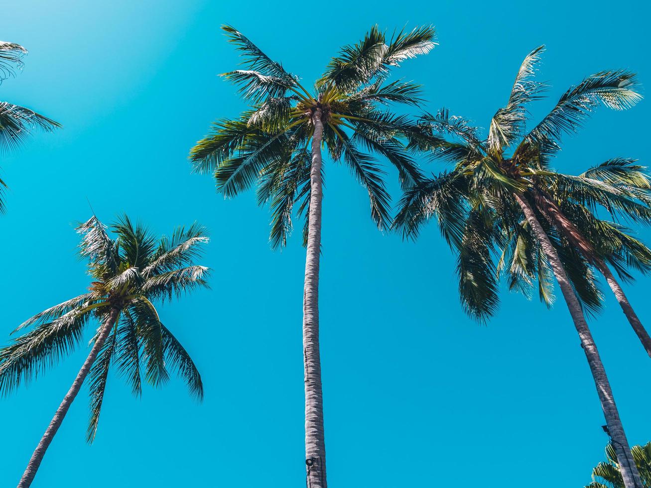 bellissime palme da cocco tropicali foto
