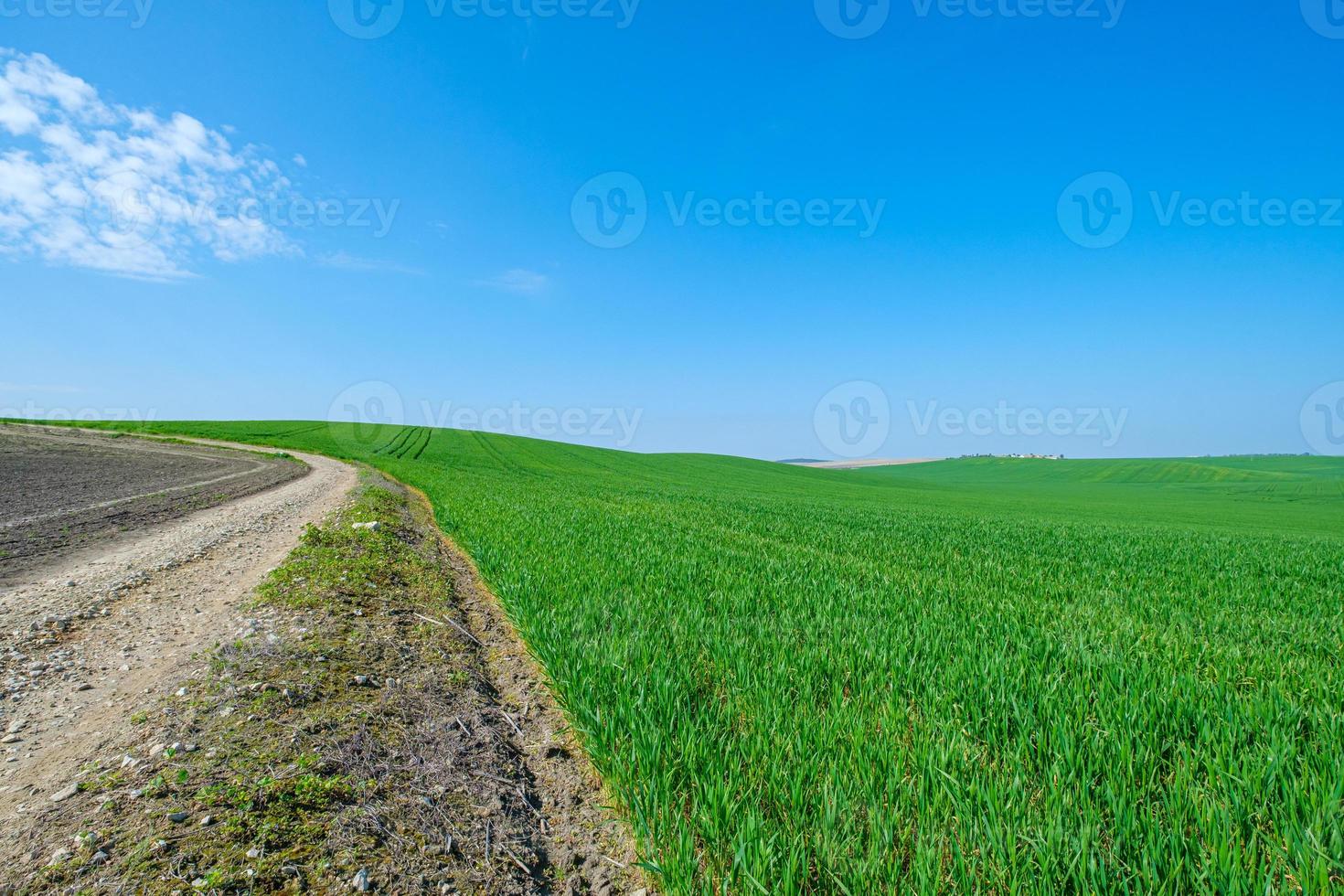 strada sterrata e campo verde erboso foto