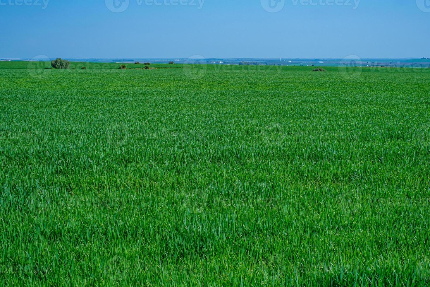 campo verde erboso foto