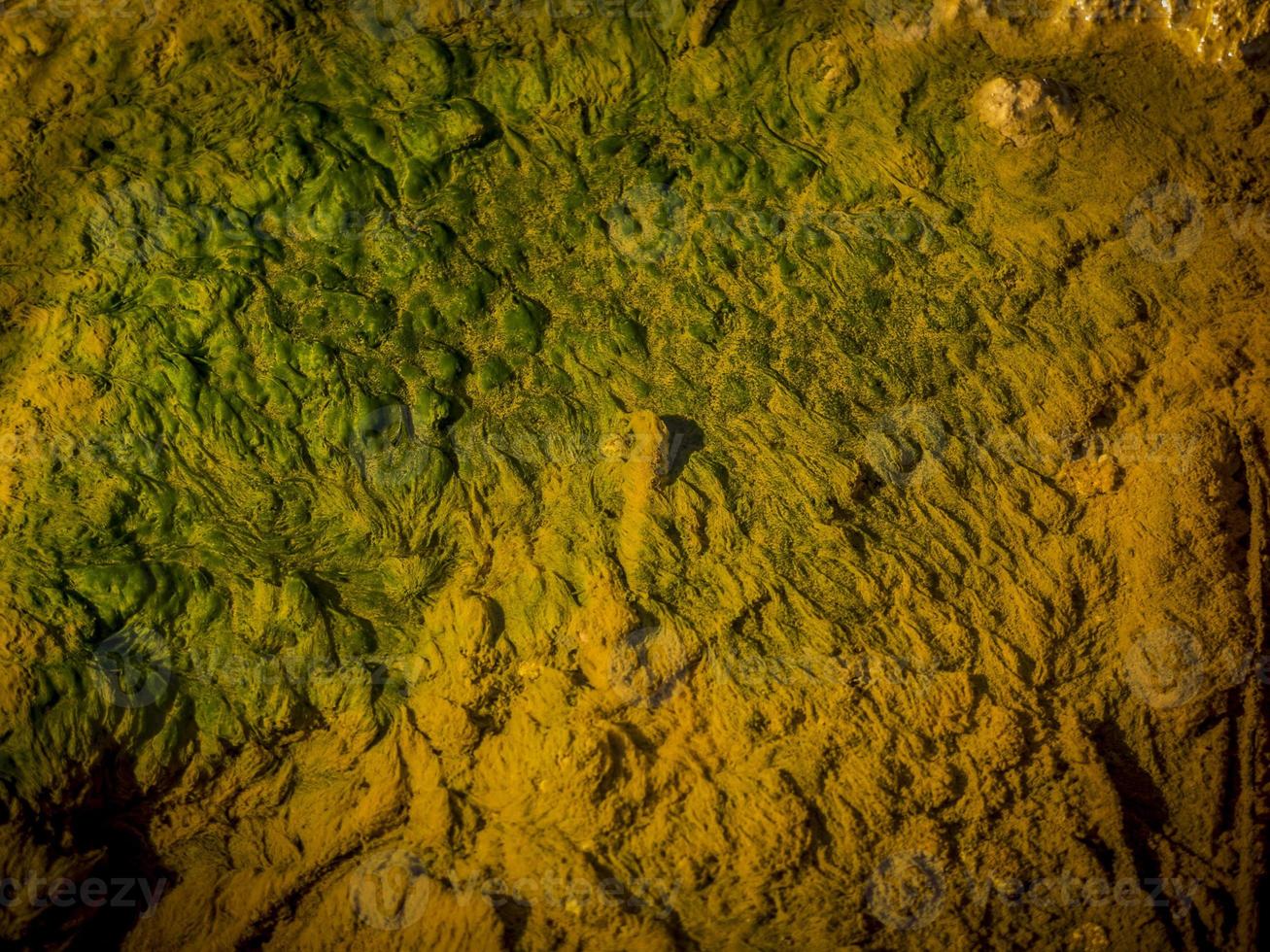 alghe nell'acqua del fiume foto