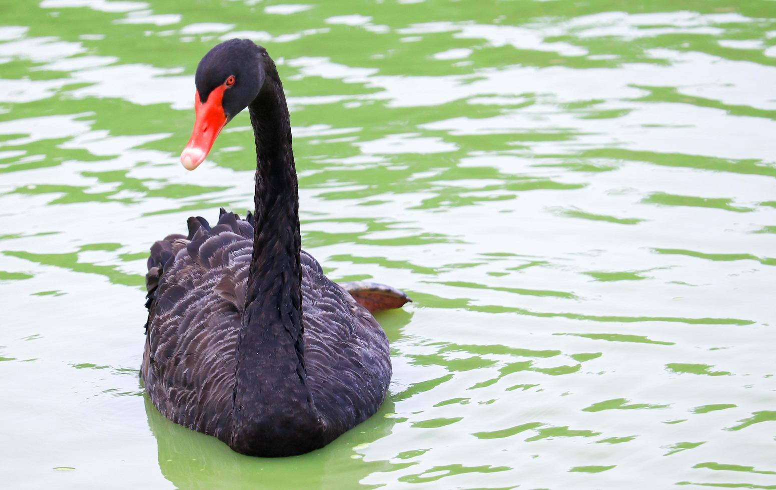 cigno nero su un lago foto