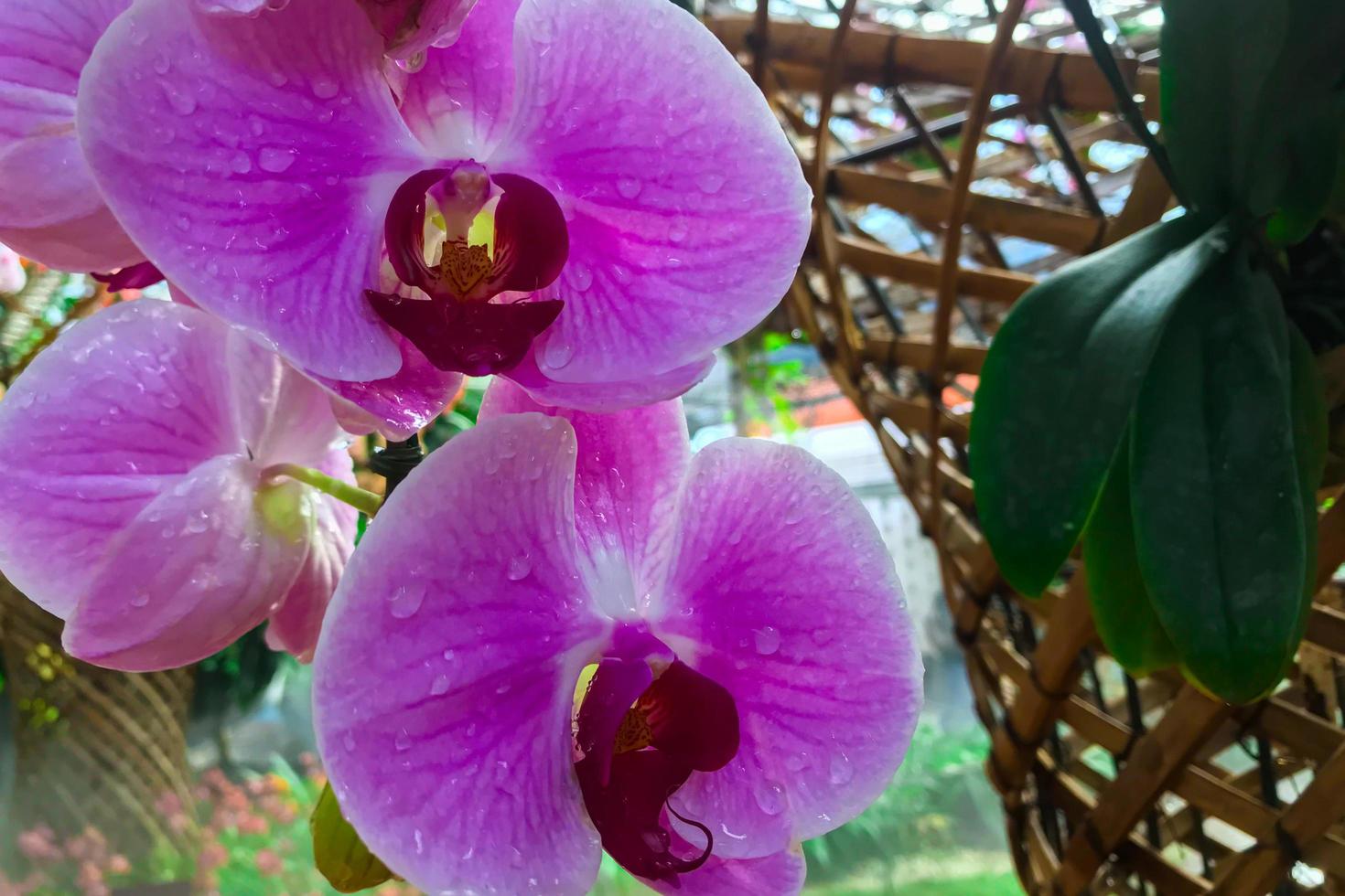 primo piano di fiori di orchidea viola foto