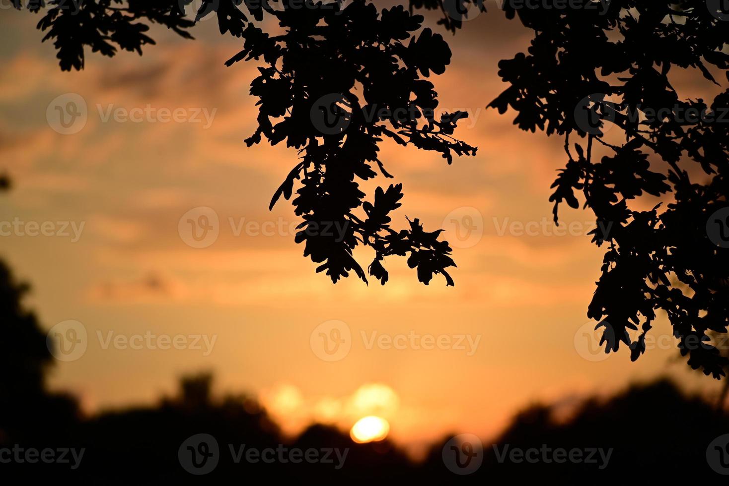colorato drammatico cielo con un ramo di quercia nel il primo piano durante tramonto foto