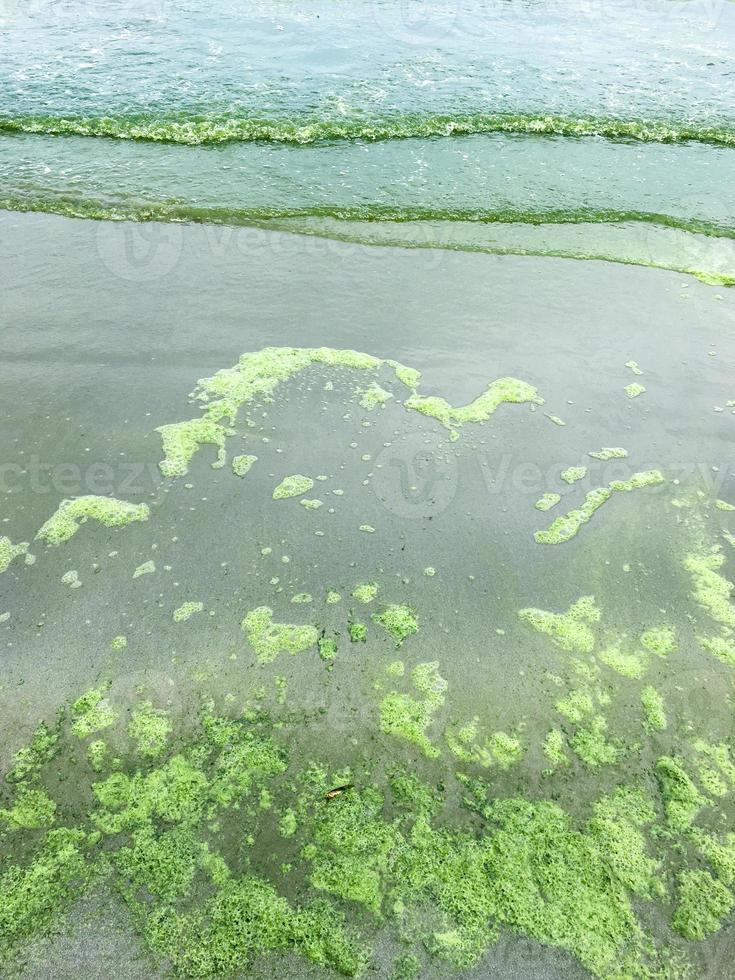 alghe fioritura a mare foto