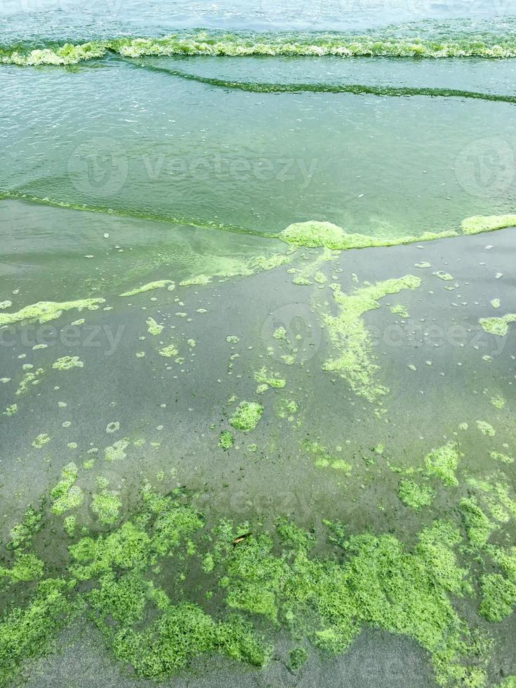 alghe fioritura a mare foto