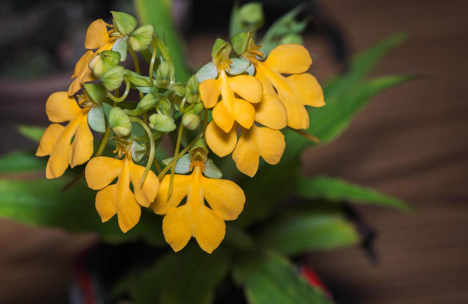 habenaria rodocheila, giallo fiore foto
