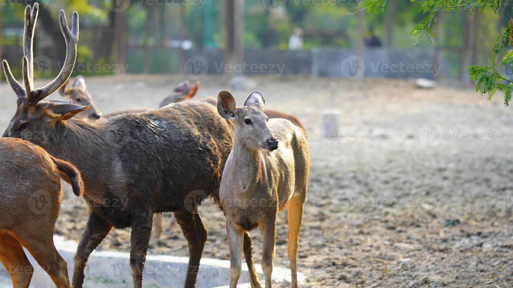 sambhar cervo gregge insieme nel il parco foto