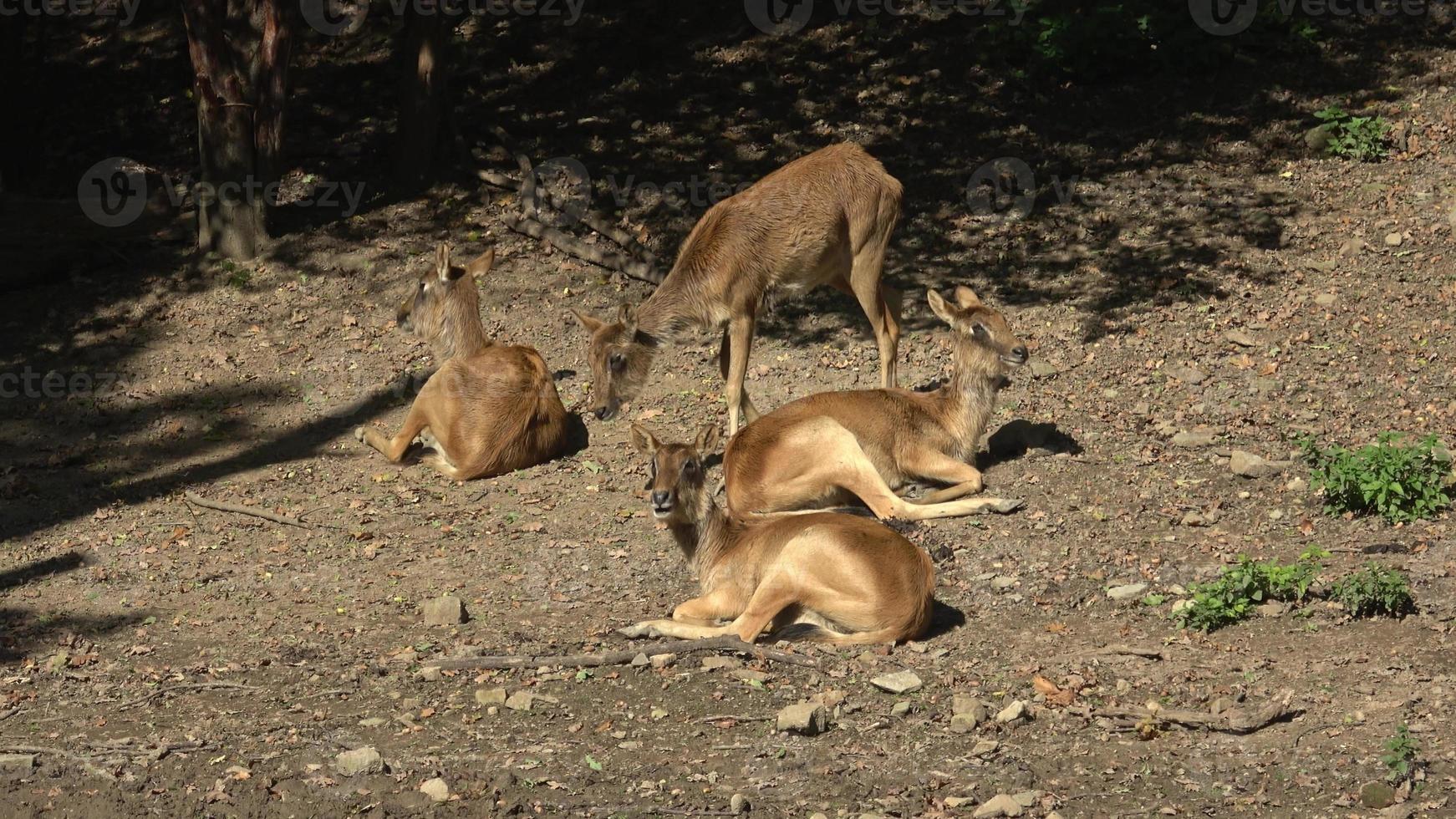 gruppo di Nilo lechwe o Sig.ra di grigio lechwe kobus megaceros foto